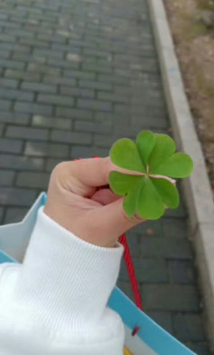 转走这片四叶草🍀，给你一周都带来好运气[心] ​​​