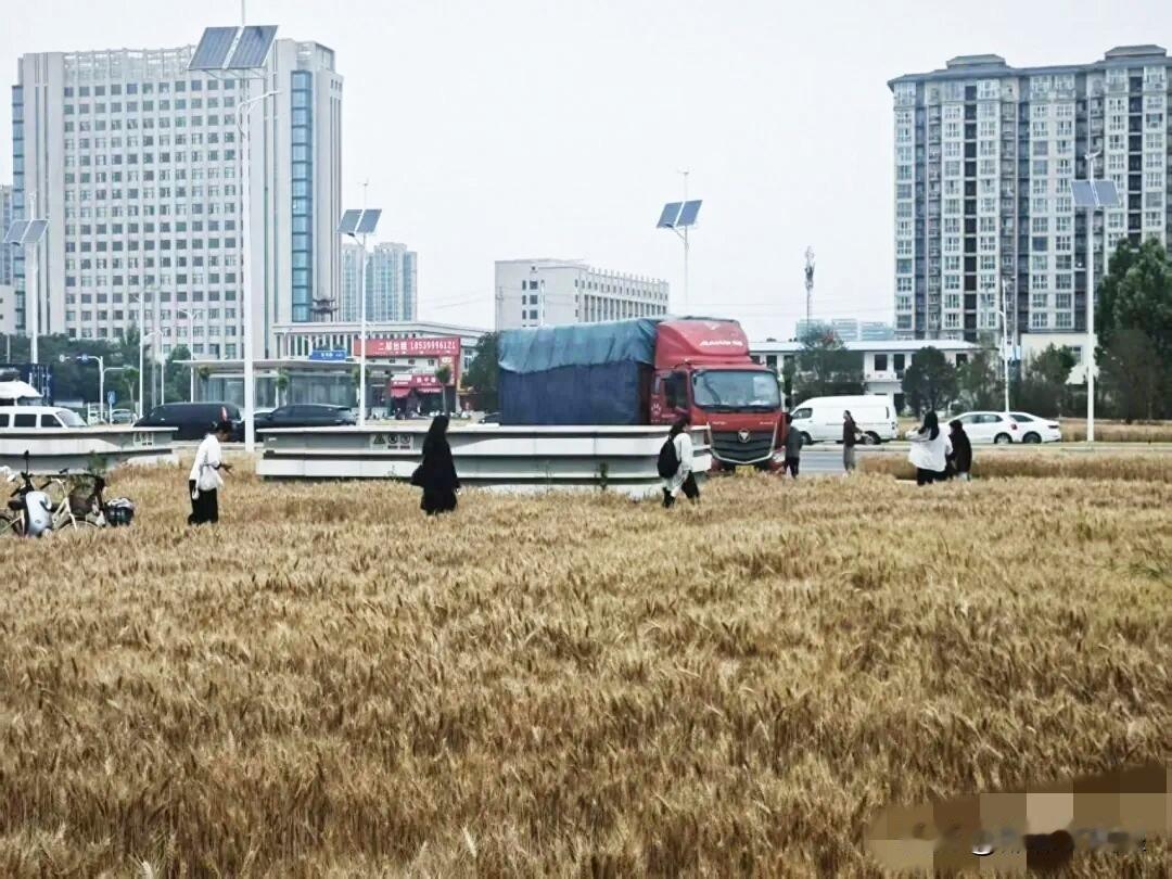 这个举报郑州绿化带种粮的人真的是吃饱撑得，难道种粮不比种草强？
 
近日，有人举