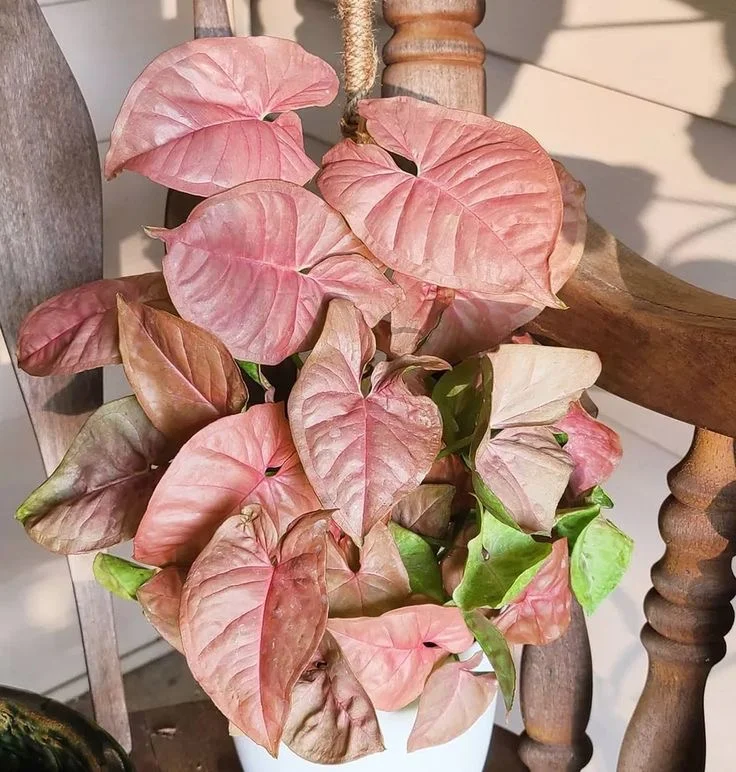 粉红佳人合果芋