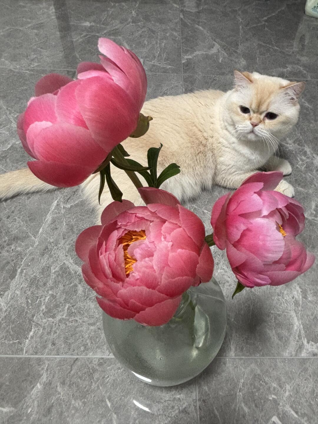 今天太冷了，花都自闭了