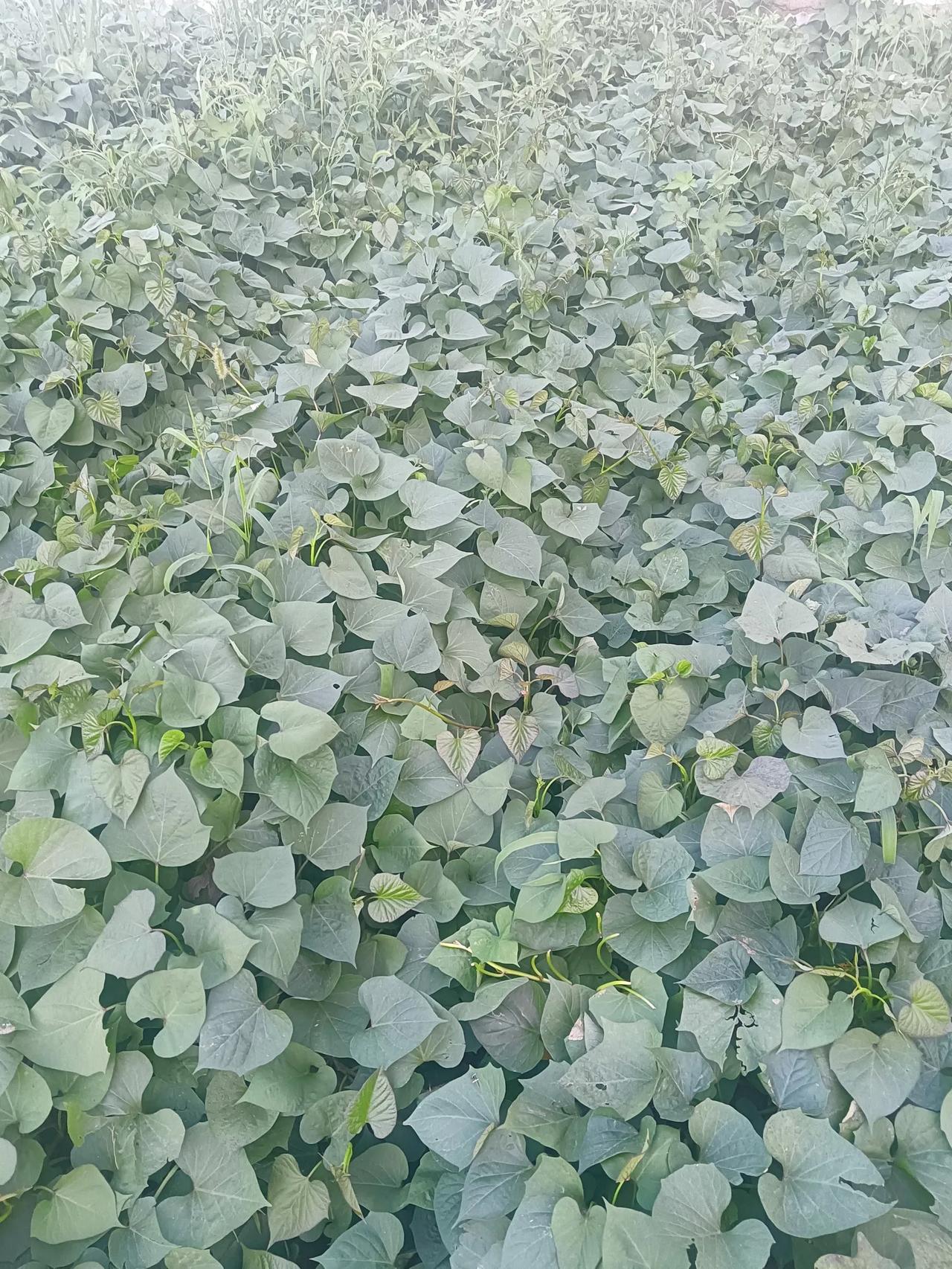 642滑档，可惜了。志愿咋填的？
在物理类征集志愿填报中，出现了600分以上的考