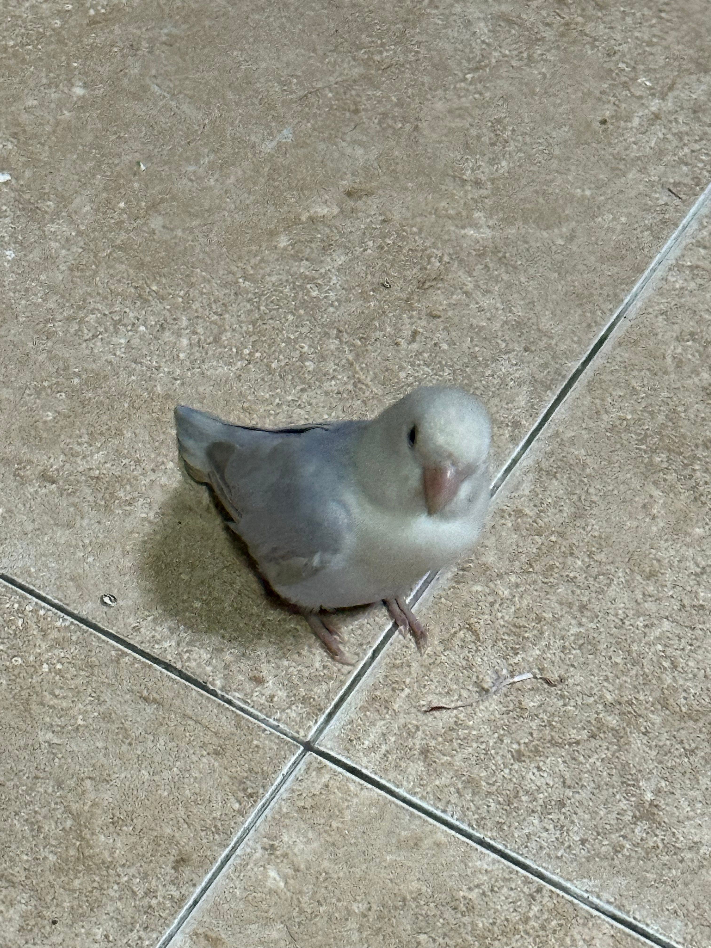 我养的是条狗我跟你们讲。我只要一开饭一开零食，鸟就来了。，我去。非得尝尝。赶都赶
