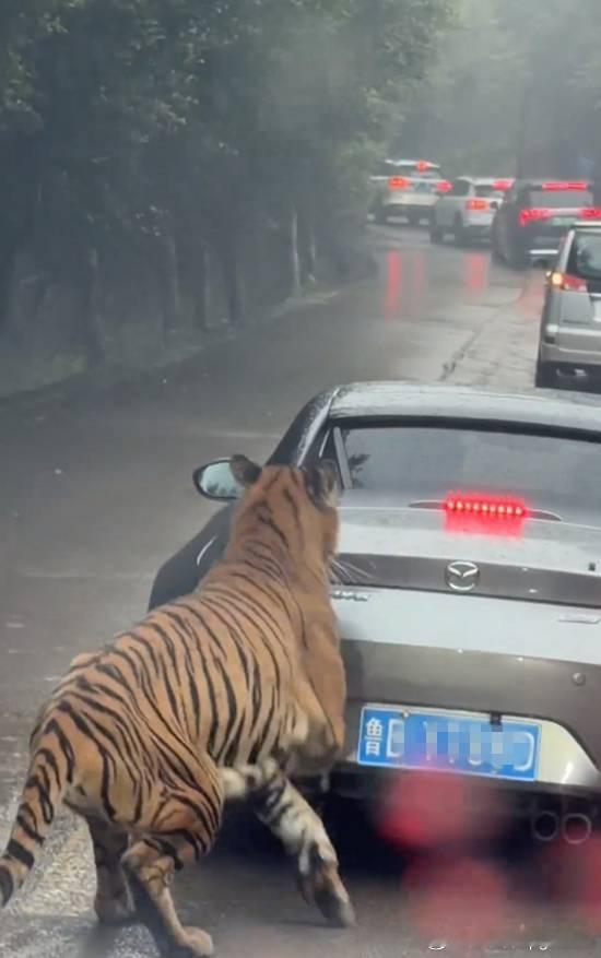 女子自驾进猛兽区被老虎追车咬掉漆 或因车身矮小12月7日，重庆。女子自驾进动物园