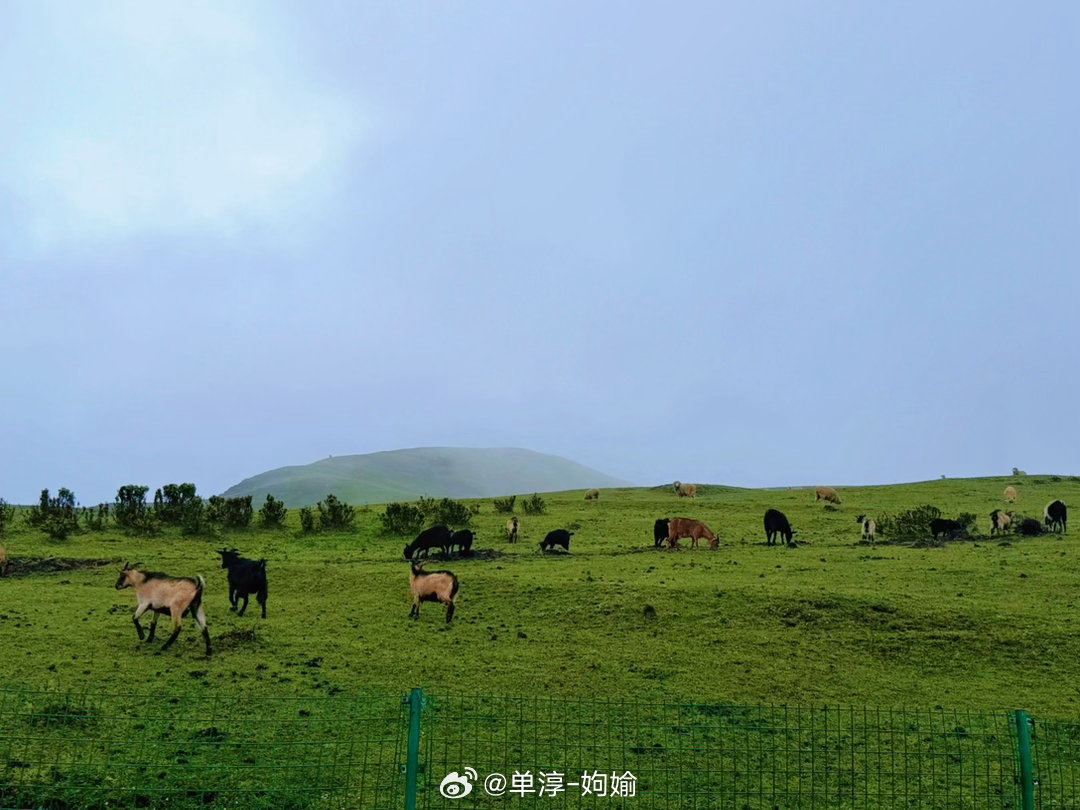 笑看生活杂七杂八  内蒙的草原苍茫辽阔，贵州草原是高山云端的小众草甸。今天有雨，