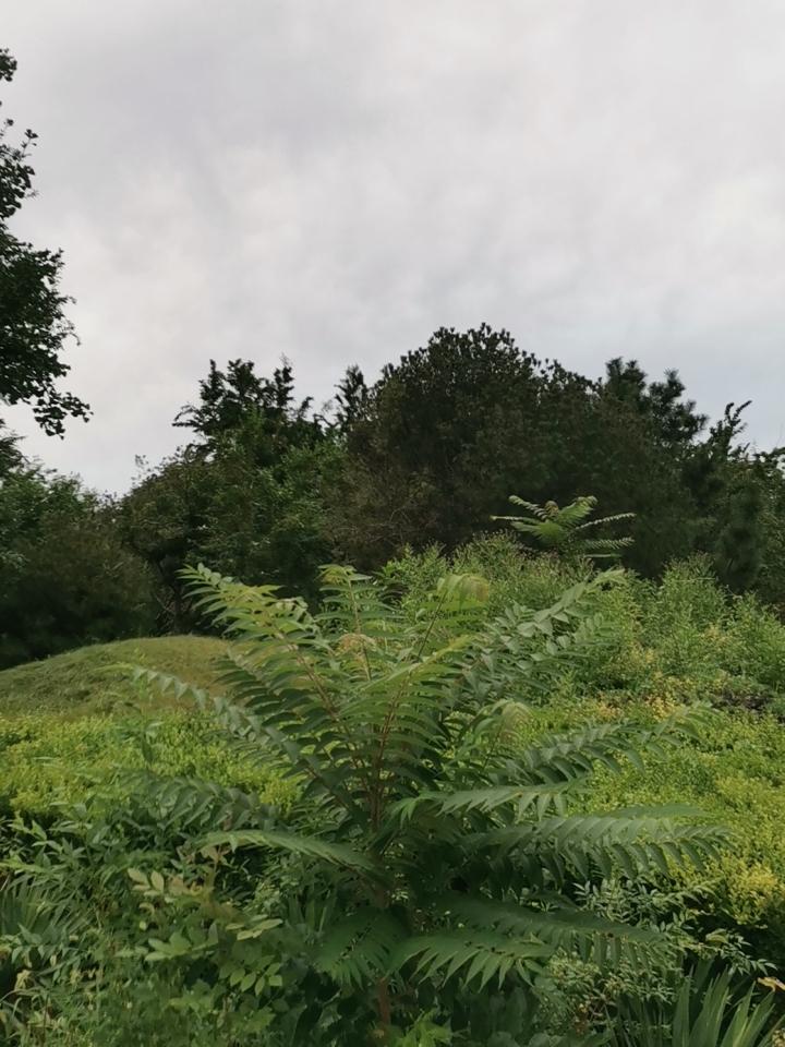 阴天，
不影响逛公园，
错落有致，
园林的艺术之美！
我在公园拍花草 公园一角的