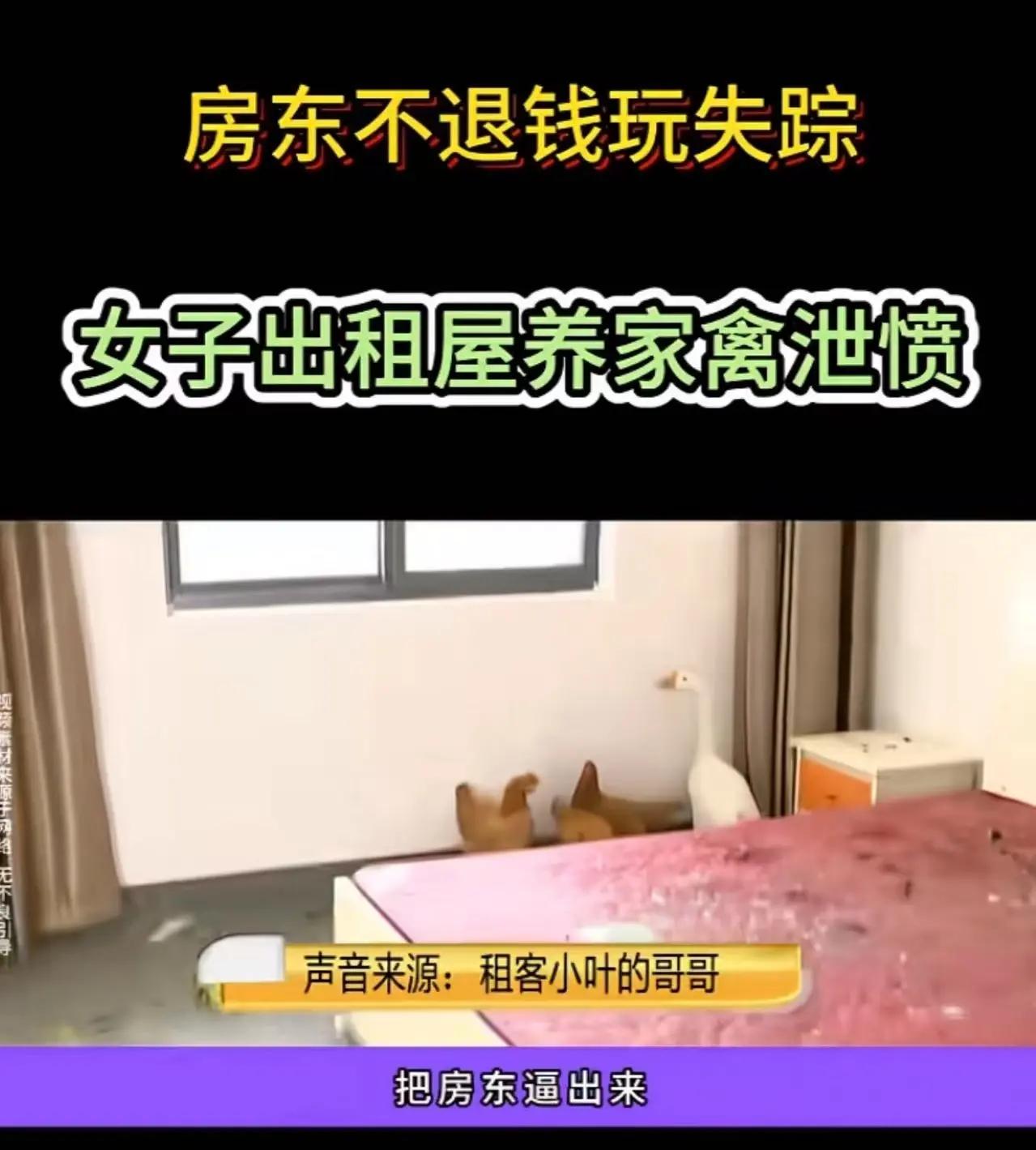 押金被扣，女孩出租屋养鸡鸭：当维权遭遇“丛林法则”

“你就是太过分了，没教养！