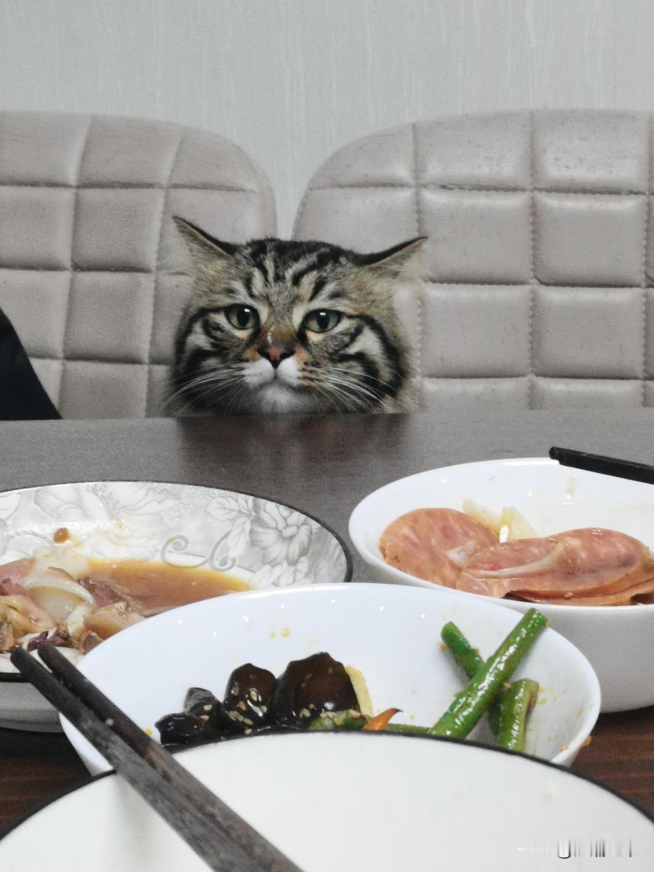 分享一张猫咪照片坐等开席！