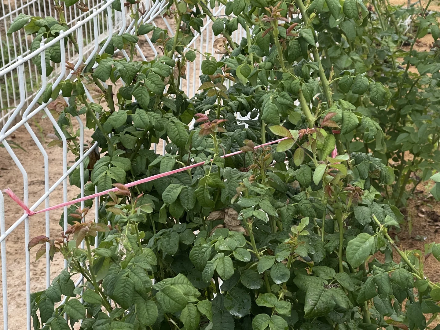 月季开始恢复了