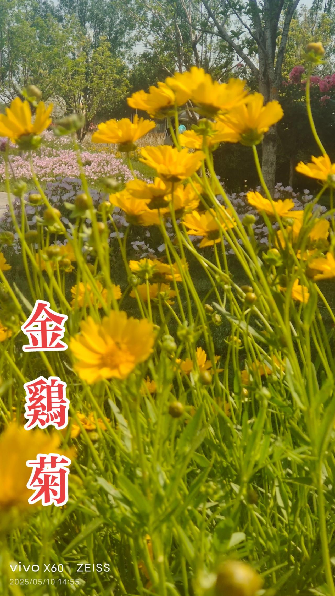 看见音乐 一花一草一世界