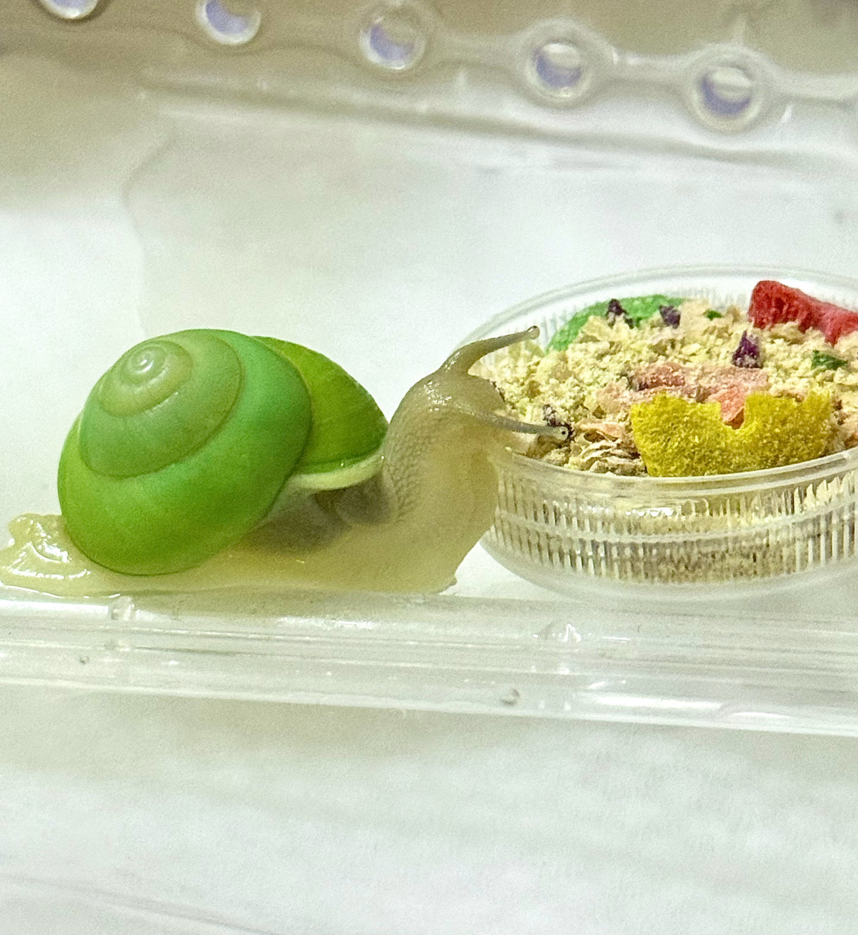 每天就是看它们四个吃饭然后录好多它们干饭视频大窝已换好！嘿嘿嘿！幸福日记