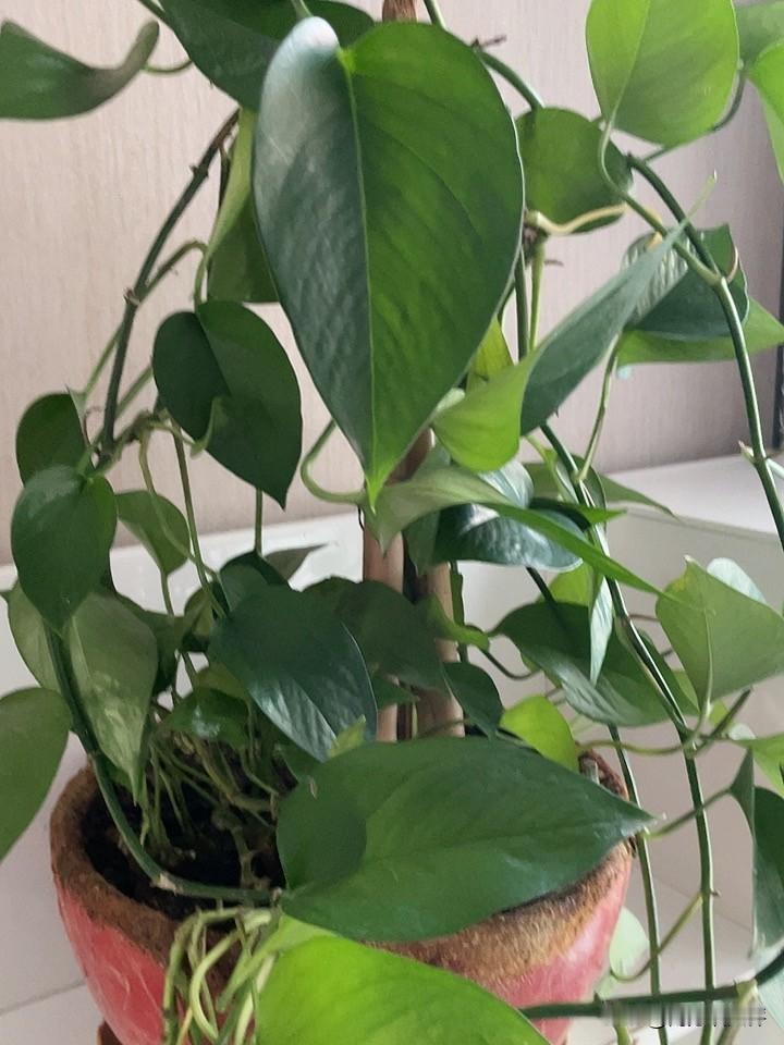 分享一种最好养活的家居植物：绿箩。夏天绿箩长得飞快，看看，我家这盆刚修剪过。