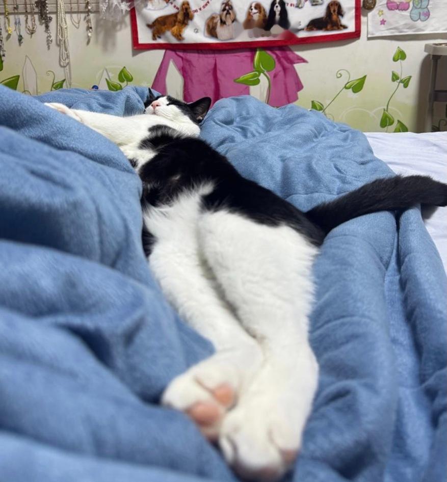晚安daily奶牛猫 （投稿：） 