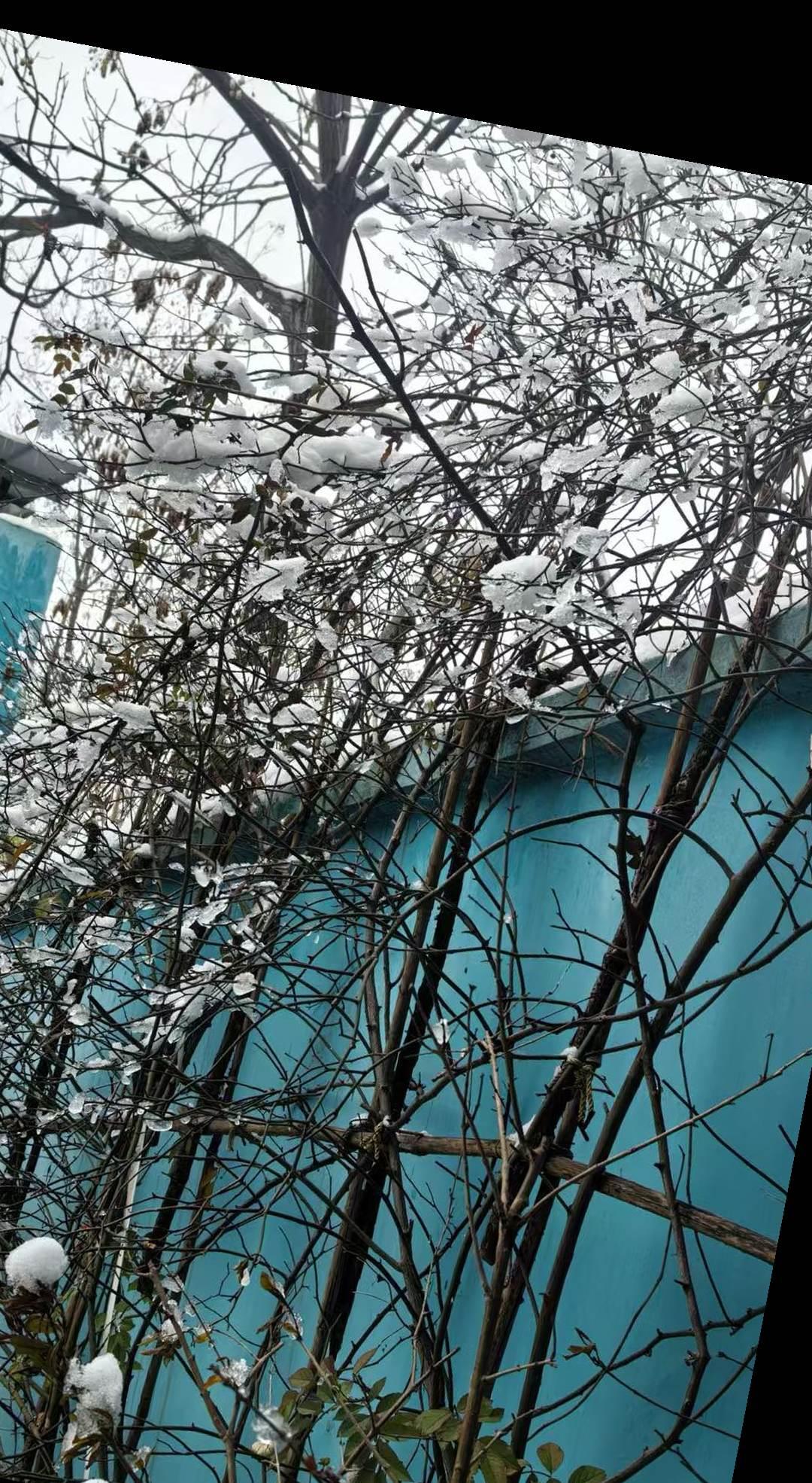 已然小寒，春已不远

这个城是不大下雪的，或者雪来是来了，来也匆匆，去也匆匆，轻