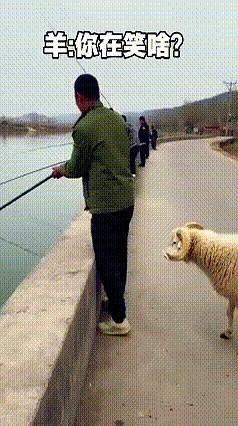 放羊大哥上班摸鱼，被羊群硬核教训了！

河边钓鱼热闹，大哥把羊扔一边，自己蹲那儿