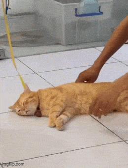 猫弱无骨
