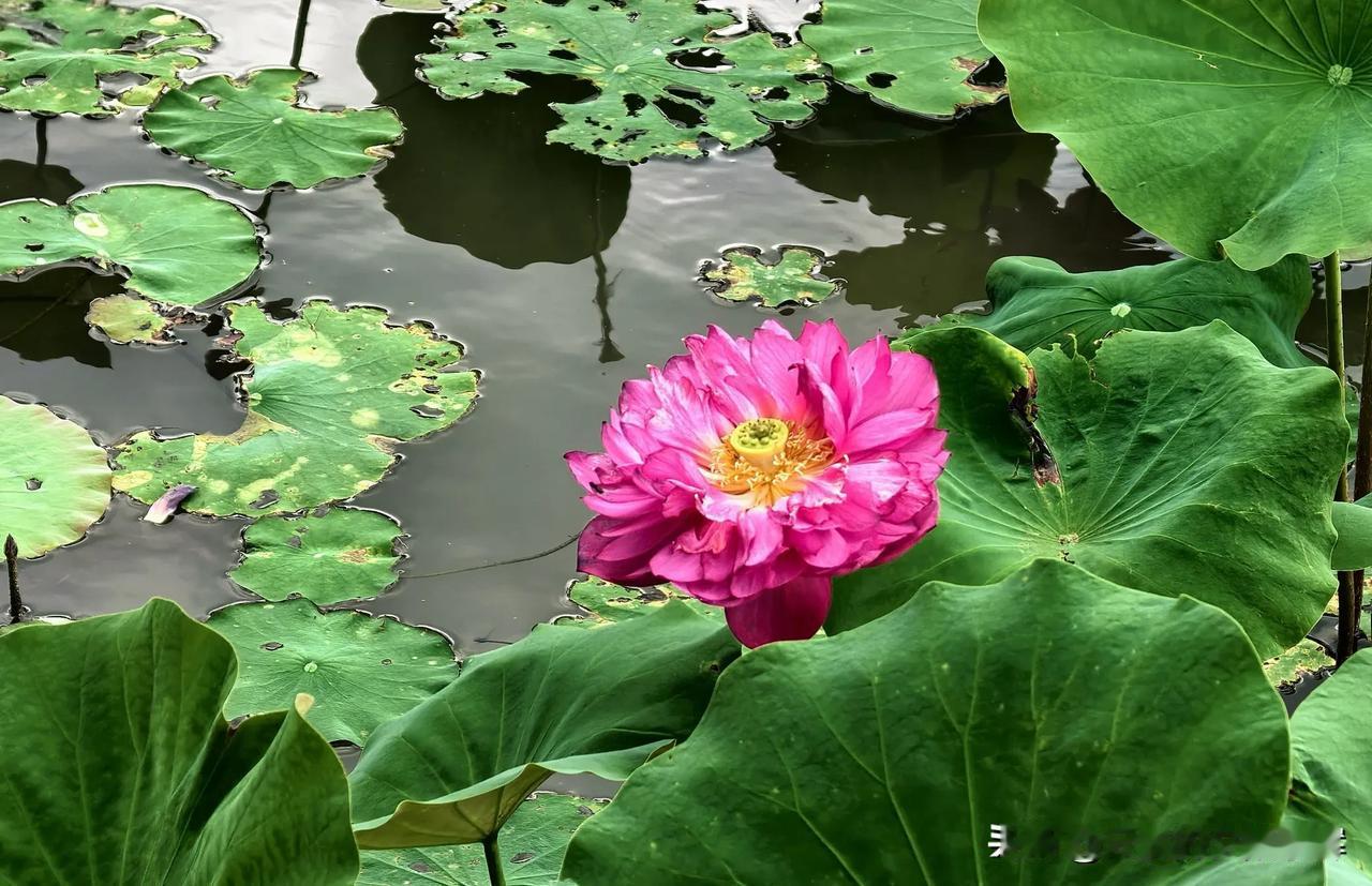 粉红的荷花从叶间探出来，有的全开了，花瓣舒展着像小裙子，有的还打着苞，鼓鼓囊囊藏