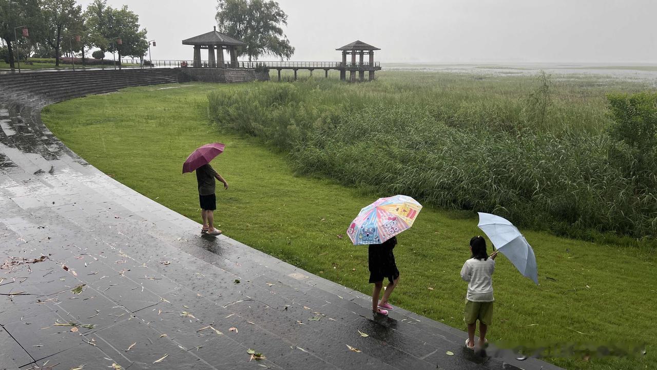 2026年8月12日，清晨，雨还在不停地下。刷着抖音里平顶山各地的雨情，屏幕上的
