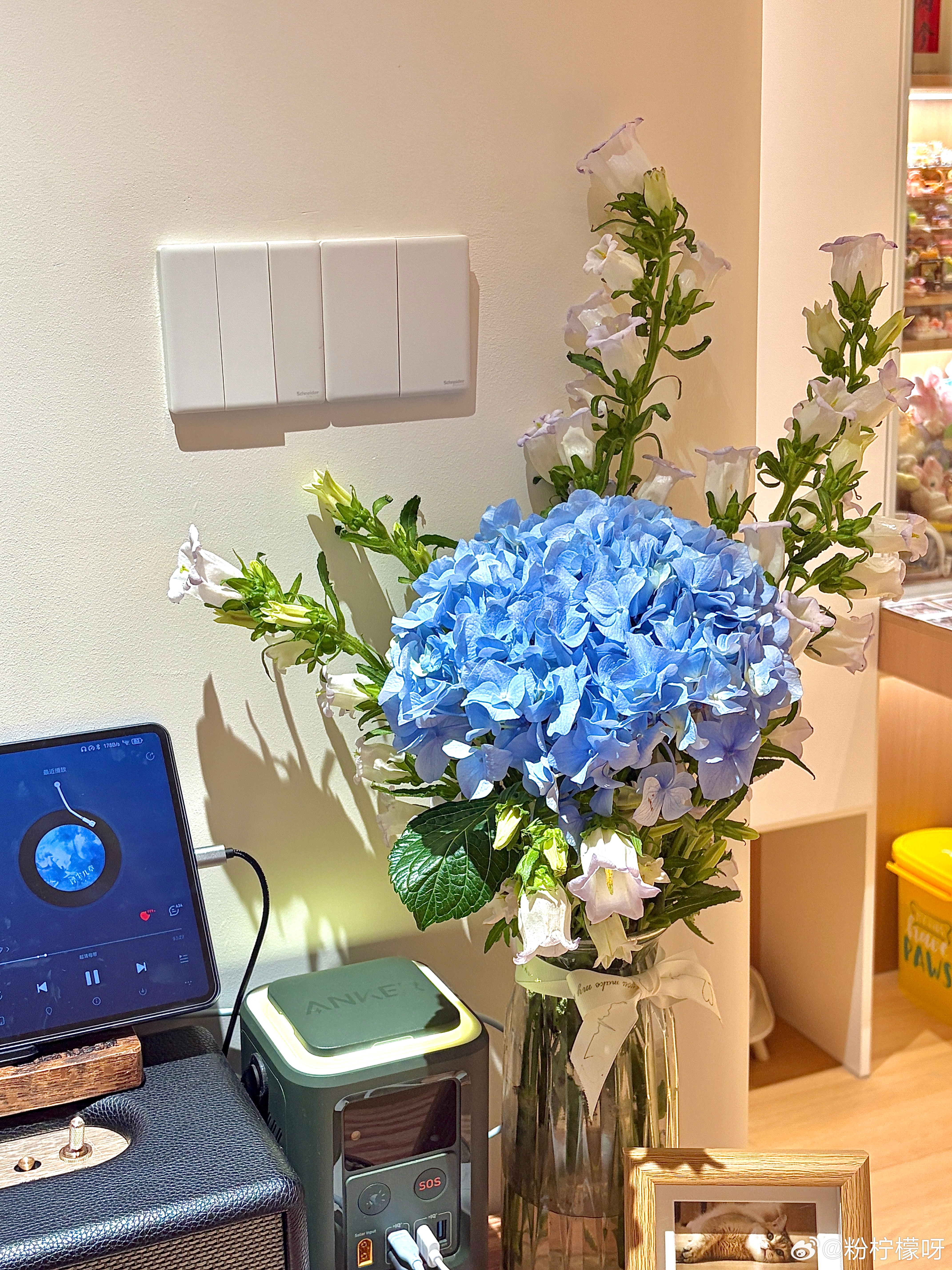 绣球花真是太美啦~~💐 