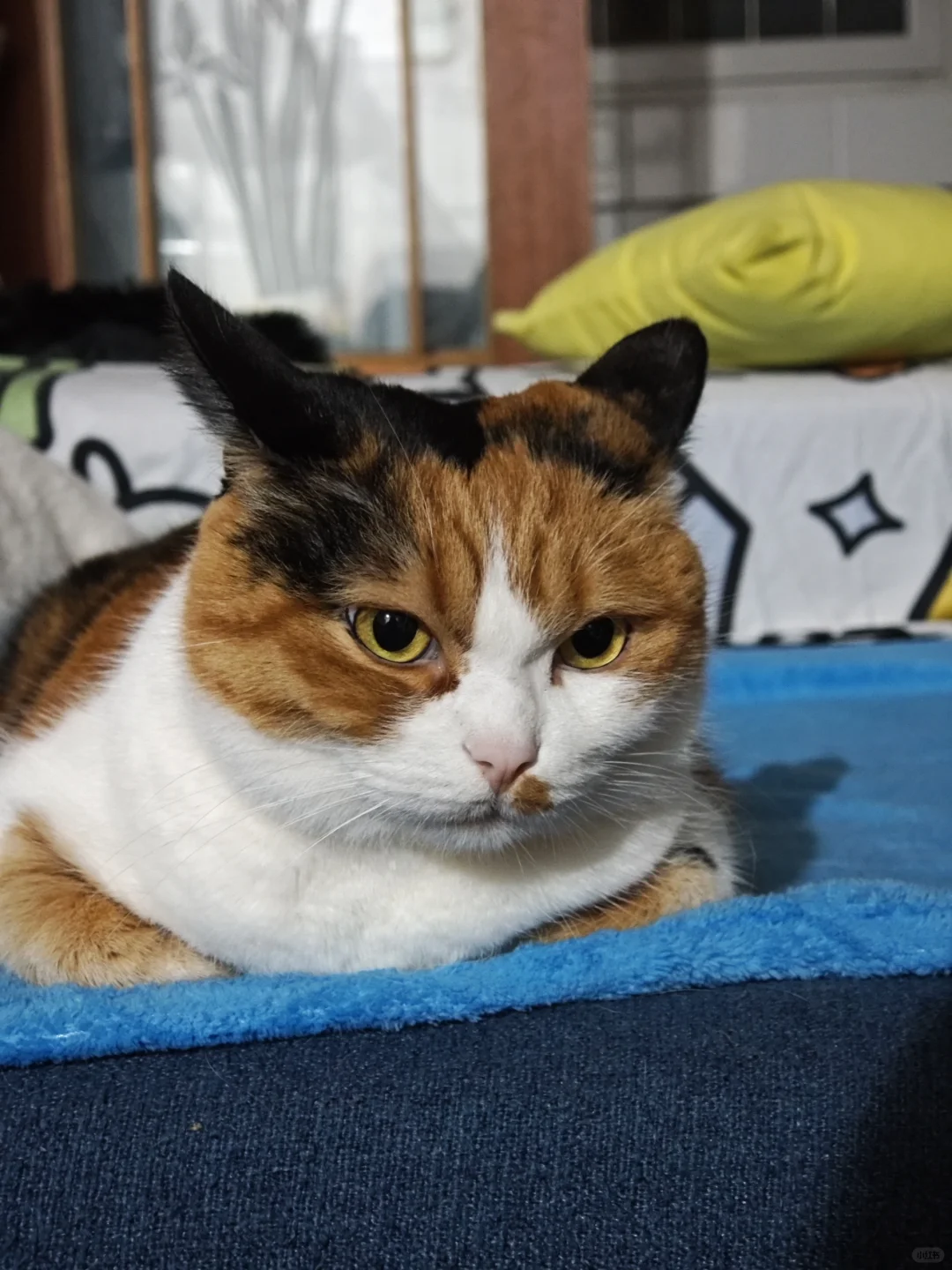 我的猫，不喜欢被我爸摸