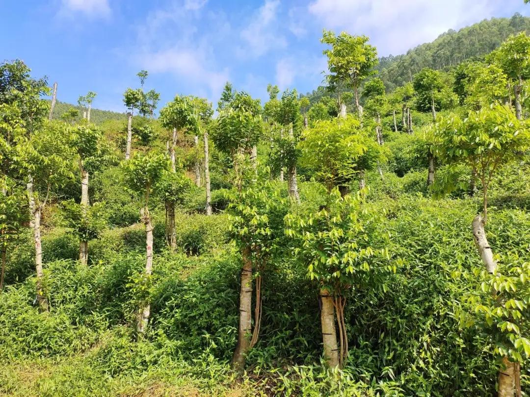 【黄金切线如何看透主力？——实战逻辑与行为解码】‌
核心结论
“黄金切线”并非标