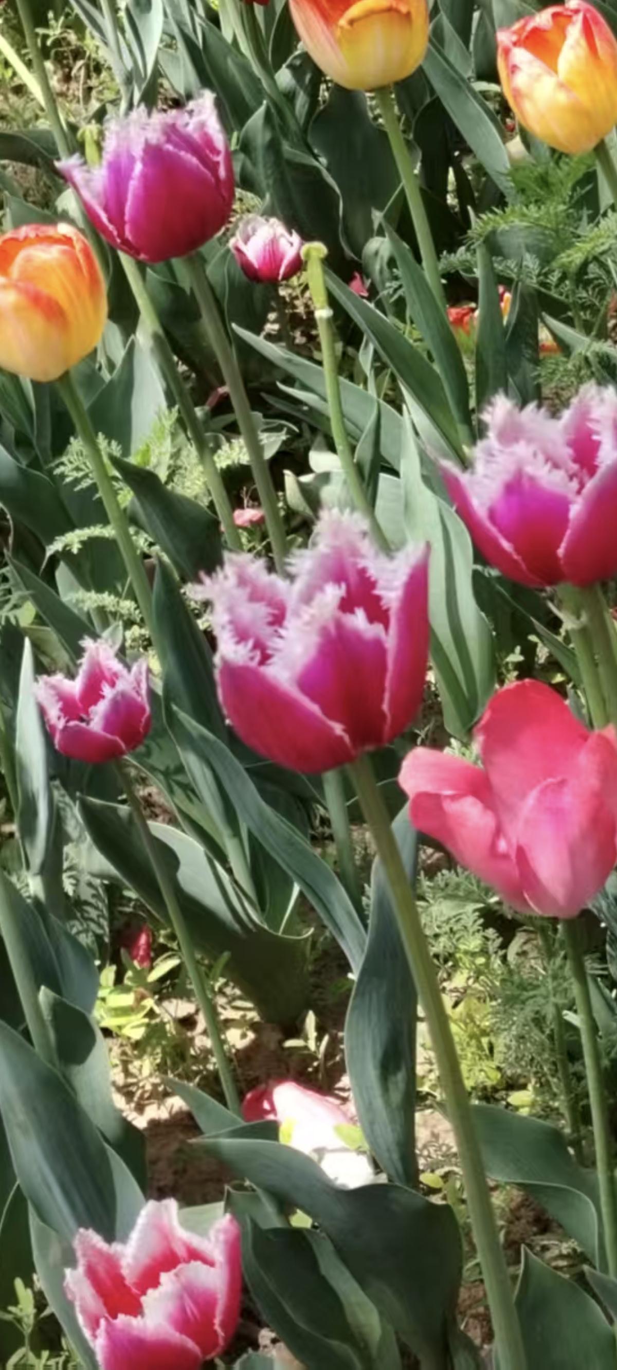 春日生活打卡季