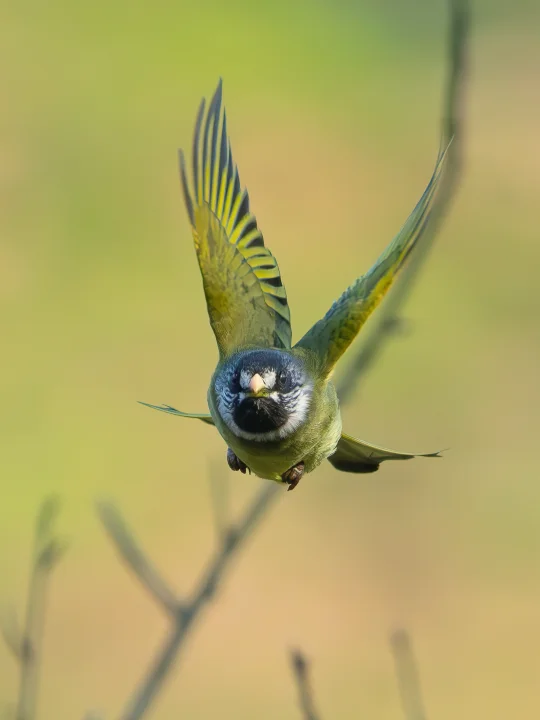 侧脸一般，正脸绝了！