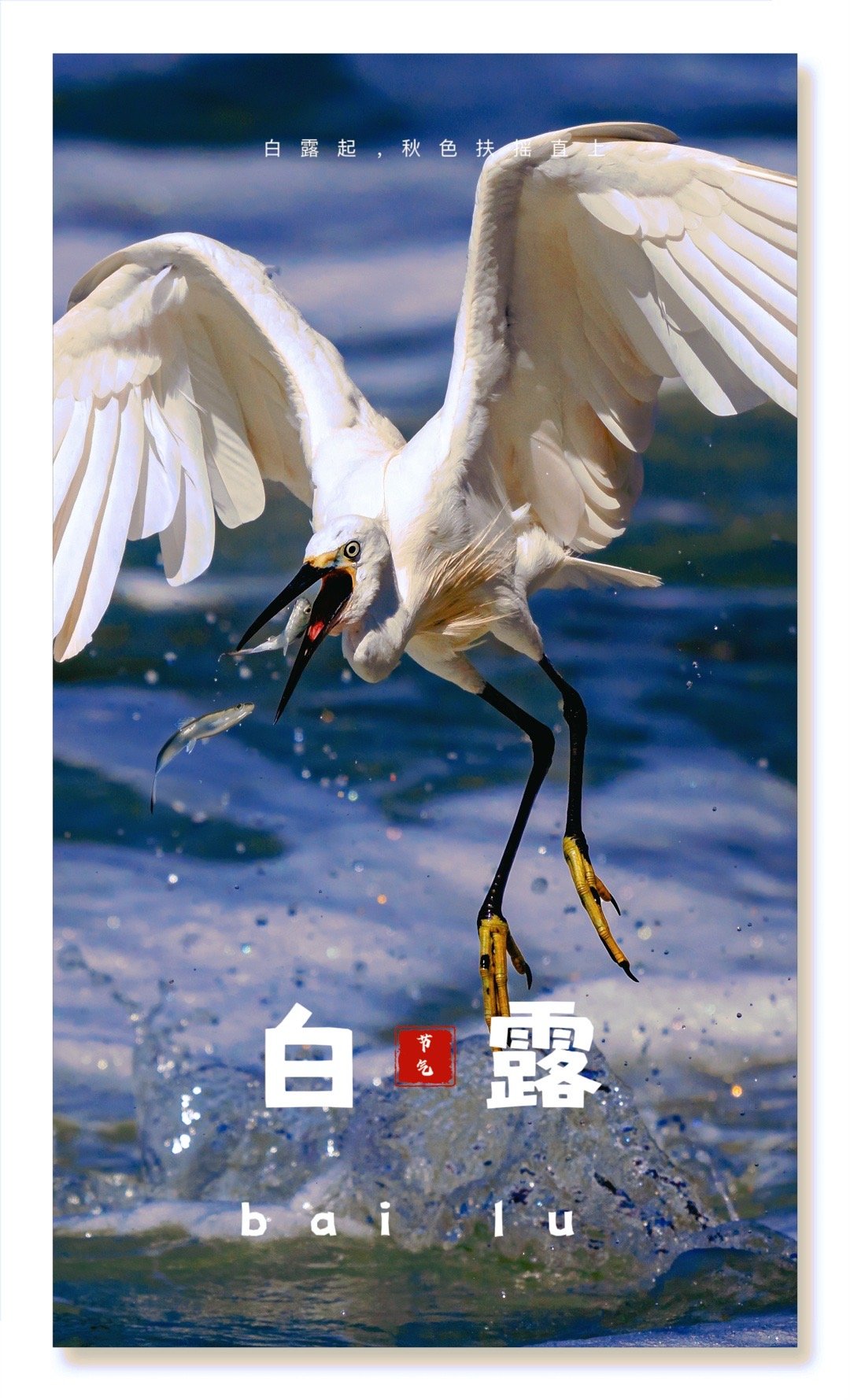 今日，白露。  ​​​