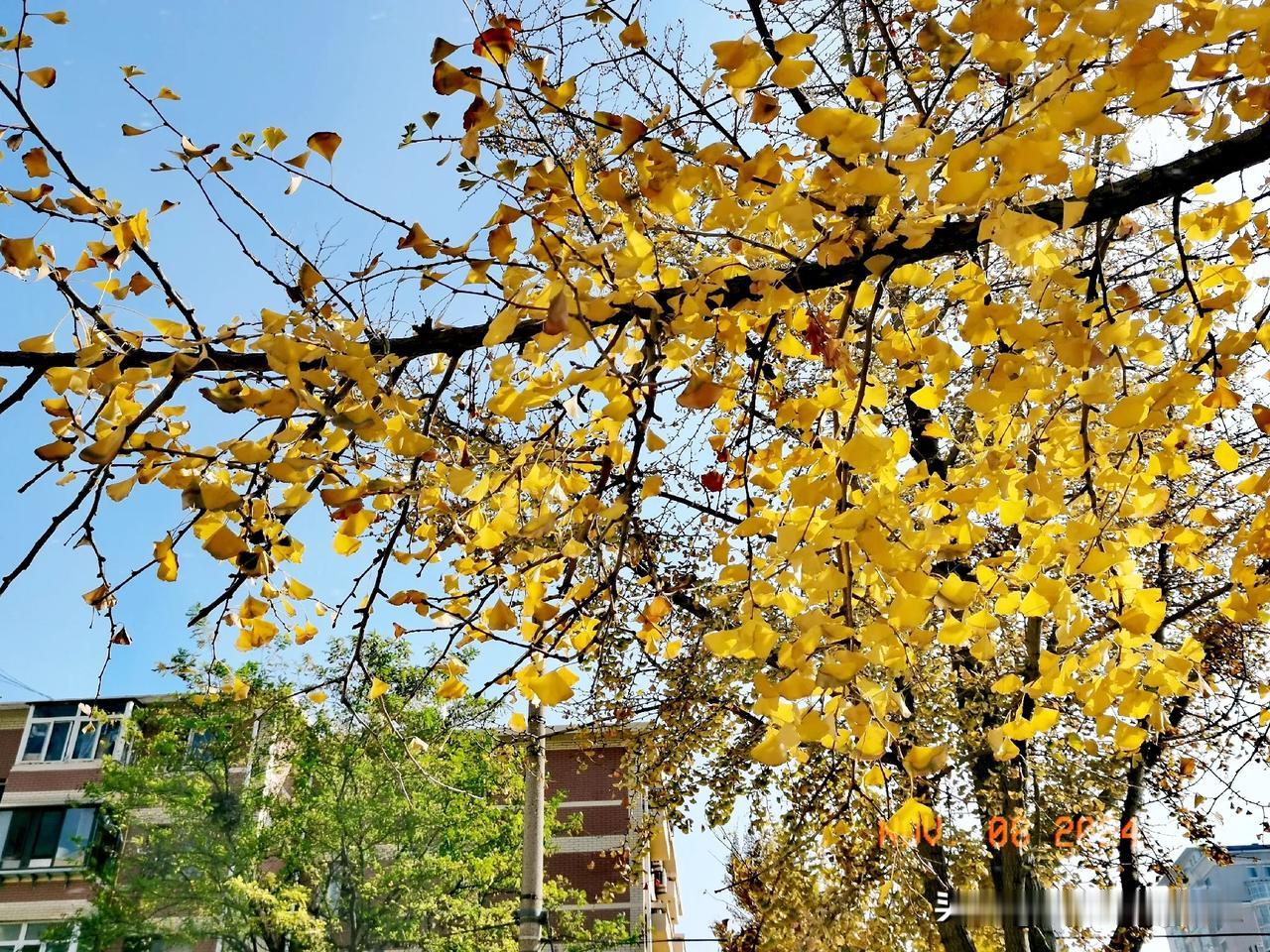 实拍图
 
一一初冬的落叶🍂

一一金黄色的银杏树叶

一一在阳光下熠熠生辉