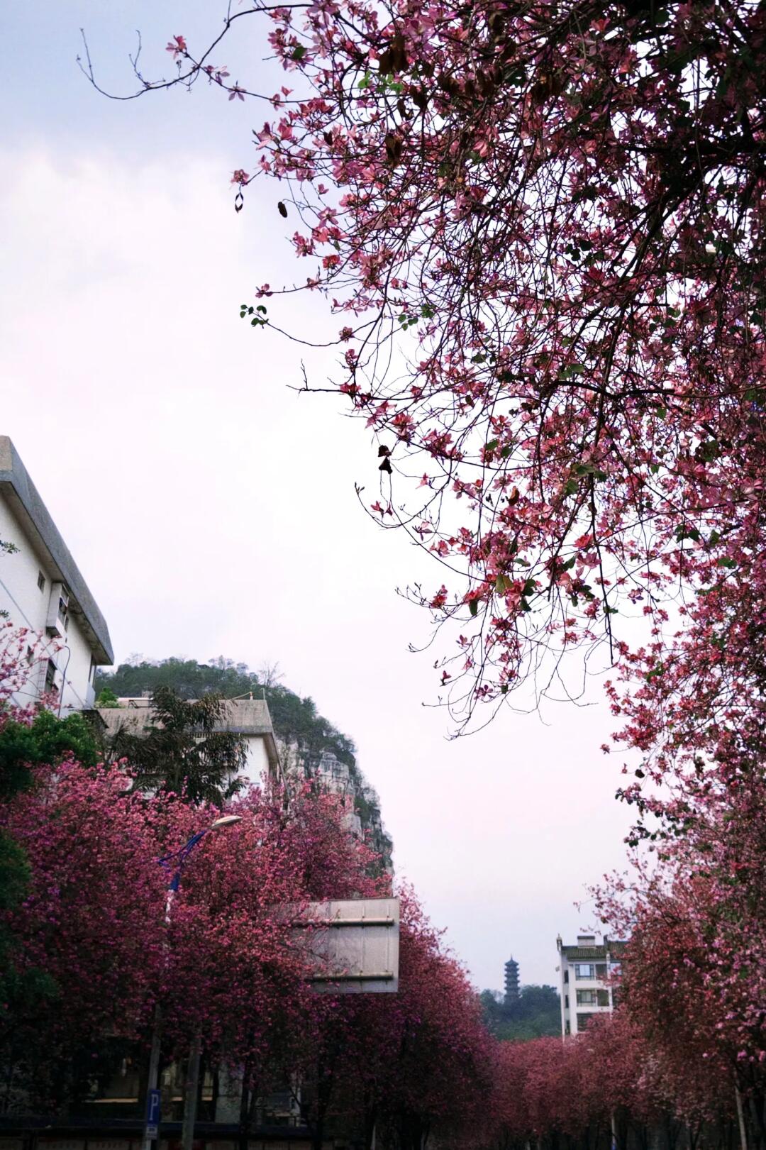 春去极晚，夏来极迟 🌸柳州全城开满紫荆花的时节到了