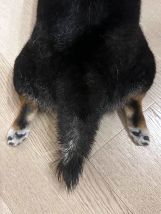 这尾巴短短的是什么品种呀