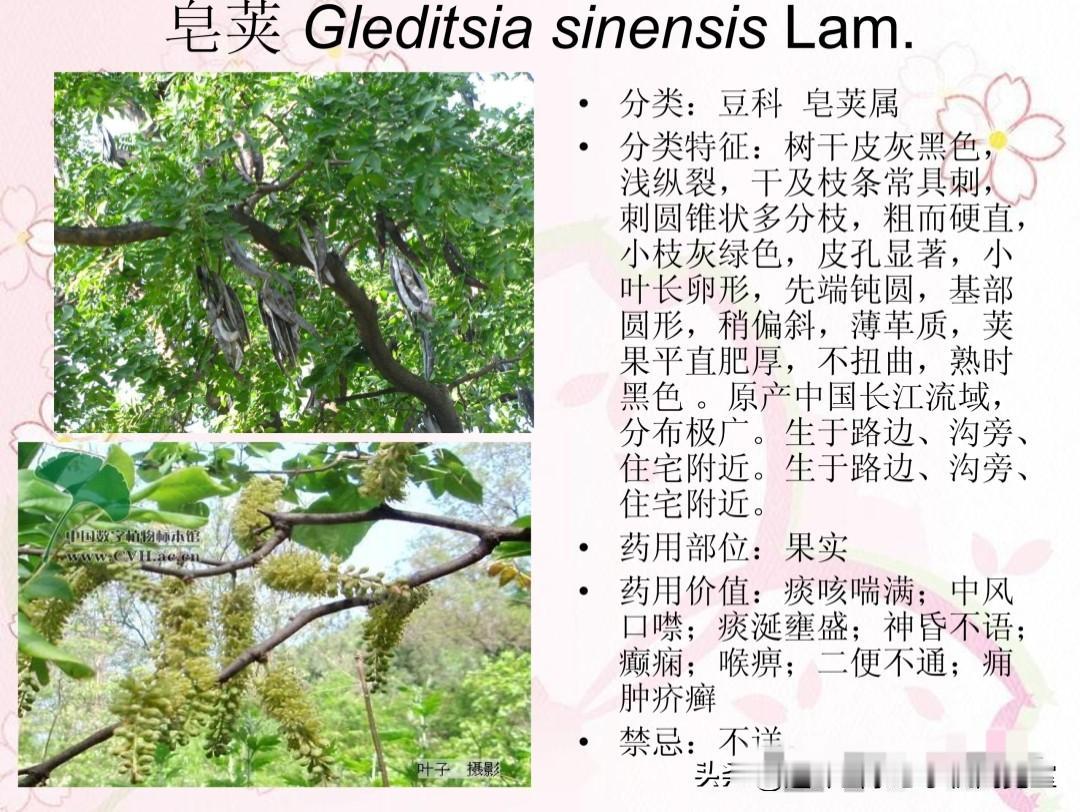 药植分类图鉴03