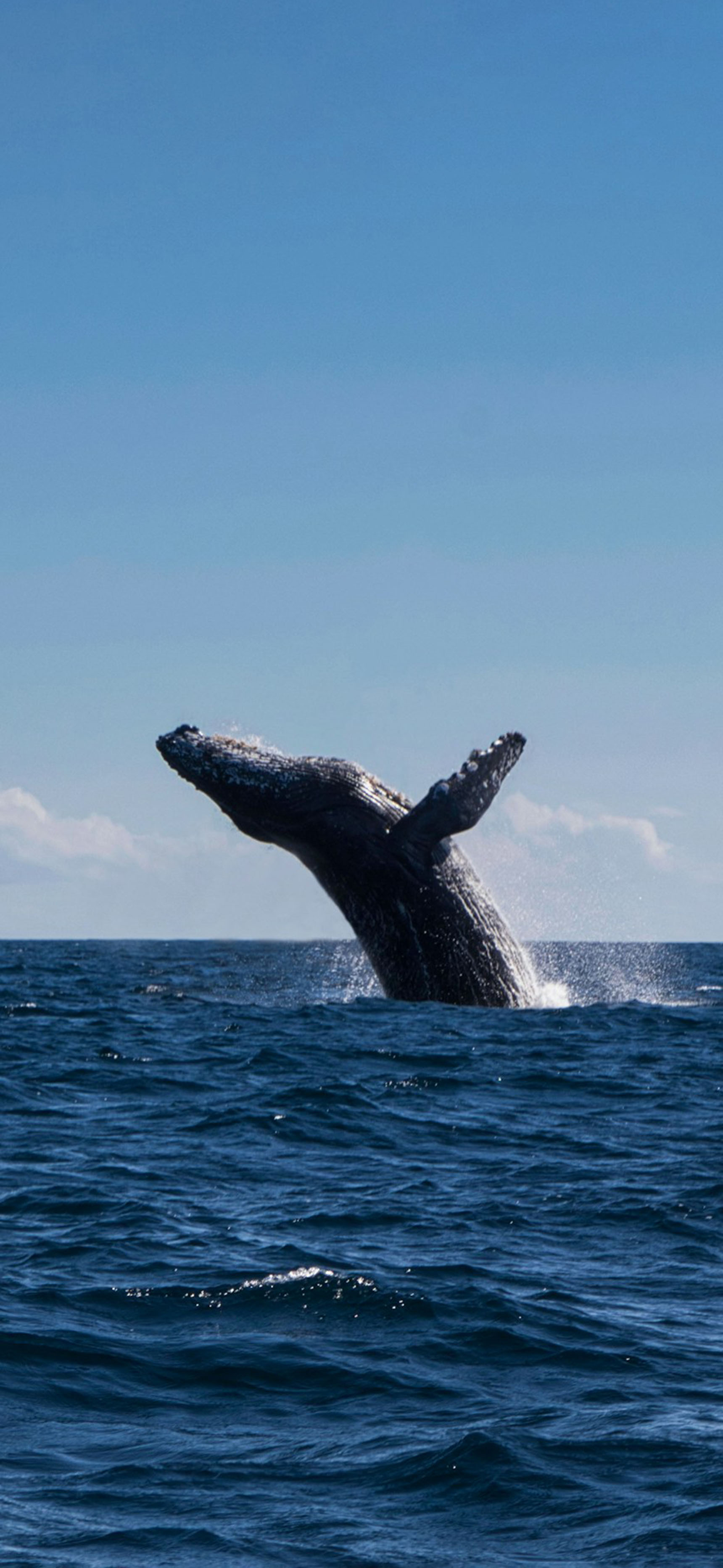 莱分享 今日 iPhone 壁纸分享·2 