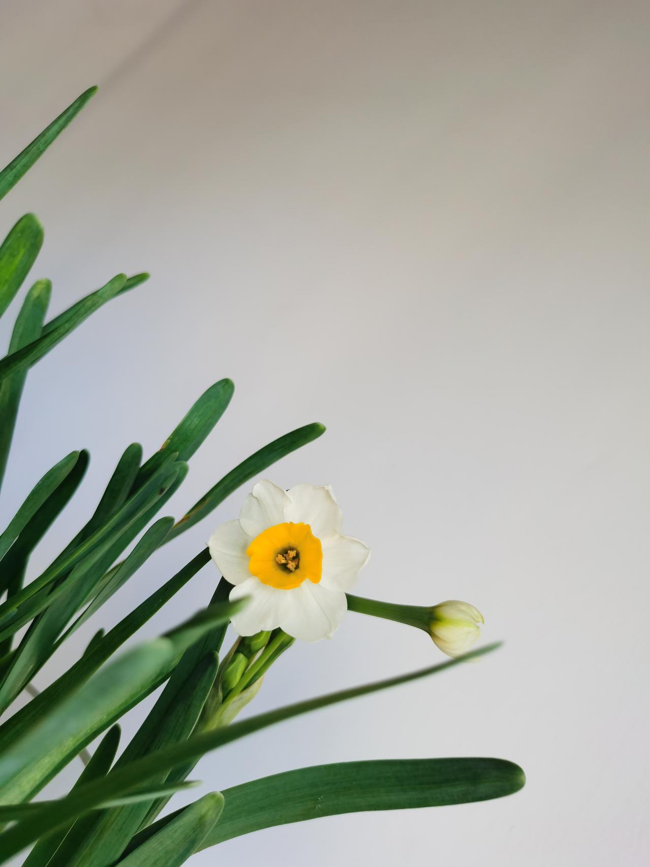 2026年的第一朵花[大笑][大笑]
        阳台上养了快一年的空花盆，