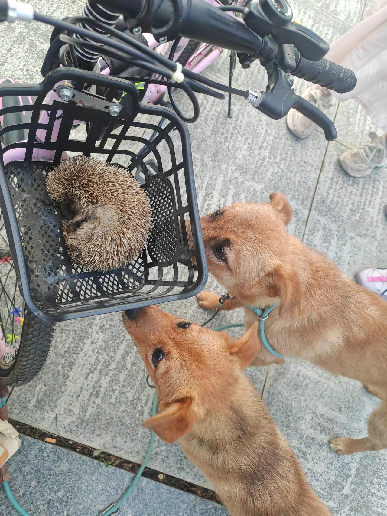 公园里​一只熟睡的小刺猬🦔
​两只可爱的小土狗