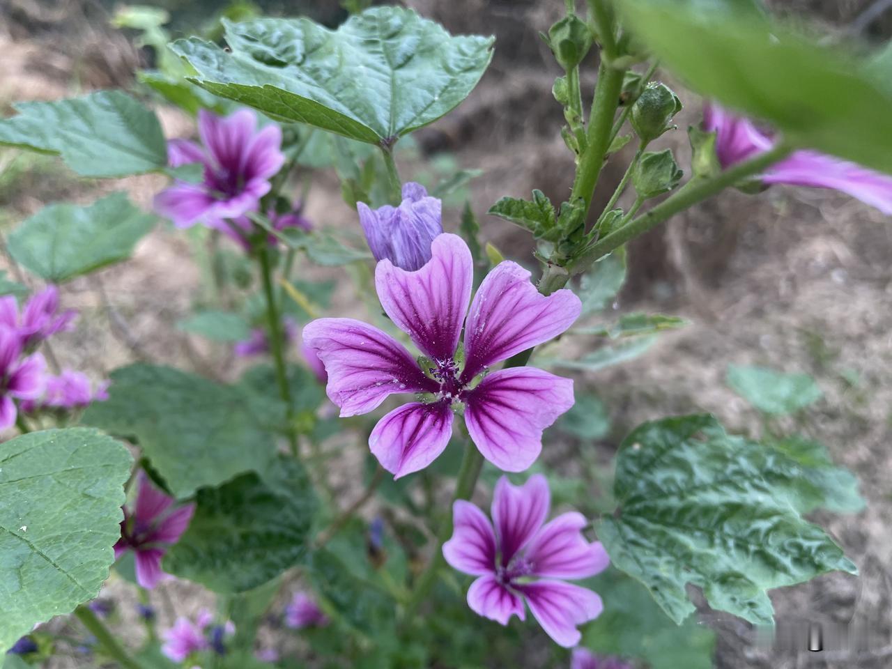 【醉花间•迎端午】
迎端午。庆端午。粽叶清香吐。
执扇谢东风，心静当清暑。
年少
