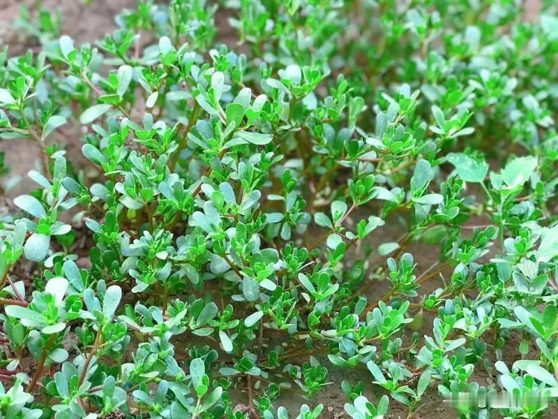 午饭是一个马齿苋馍、
今天早上的蒜泥茄子
和一点热菜
还有一盒纯牛奶
一个人吃饭