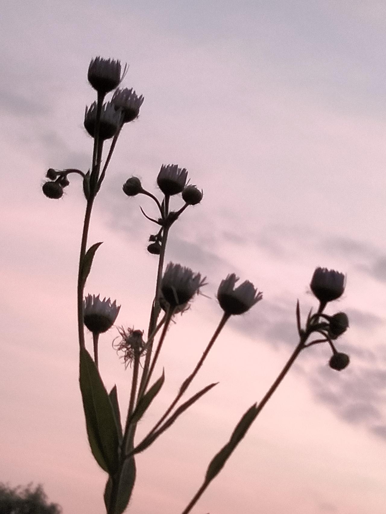 今日赏花，随手拍。我是一棵无人问津的小草。