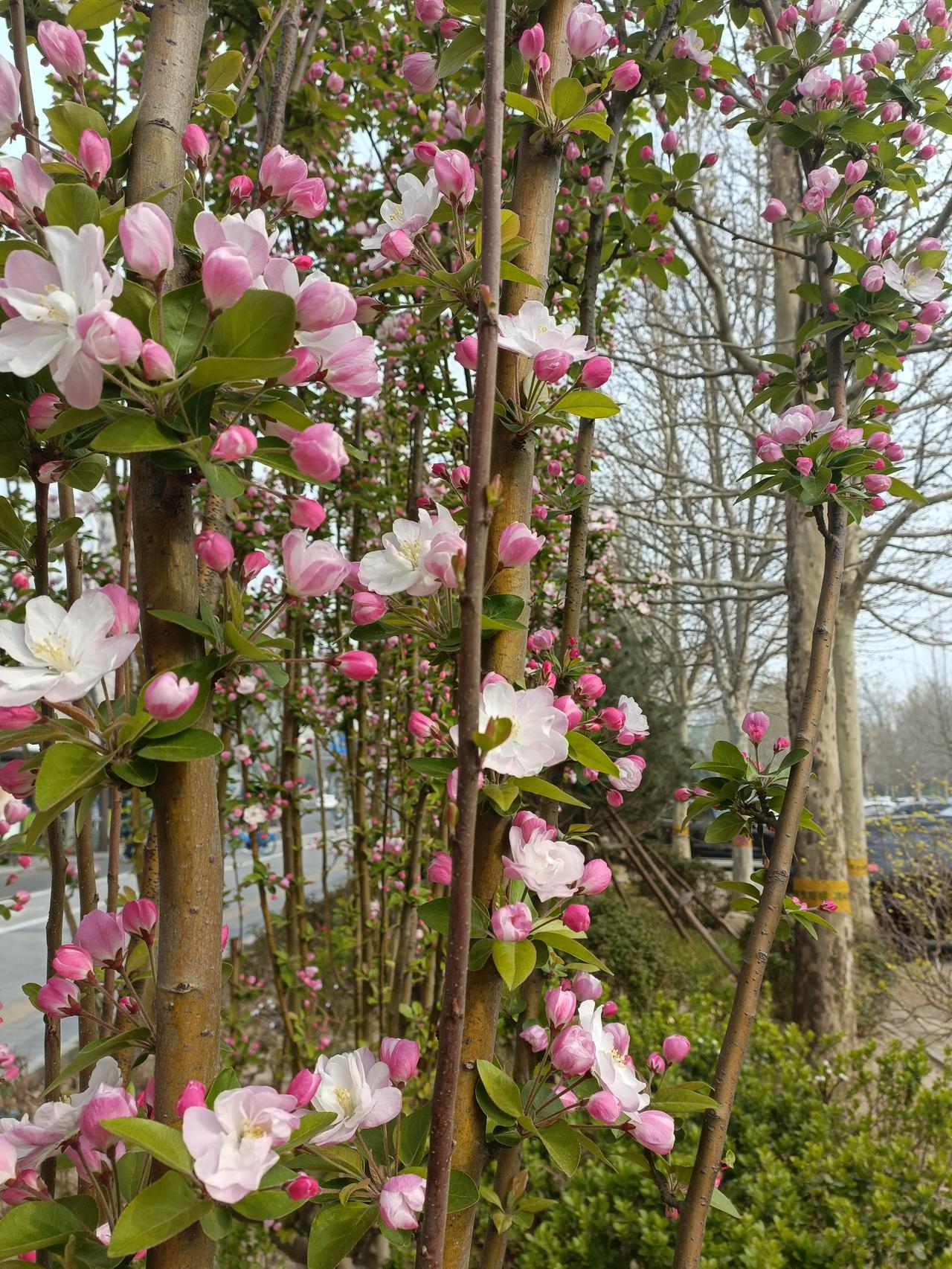 晒图笔记大赛才两天时间，含苞待放的花已盛开