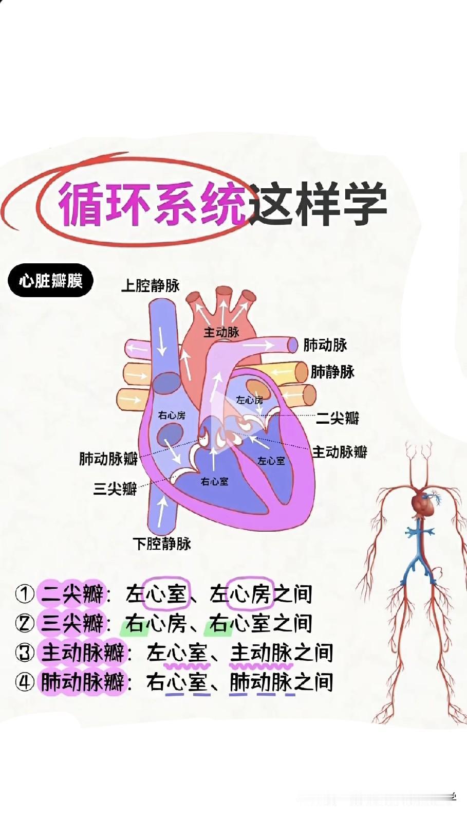 八年级生物：
【人体血液循环系统：体循环与肺循环】
体循环与肺循环的途径
体循环