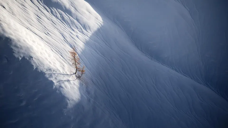 美图欣赏——初雪中的落叶松树