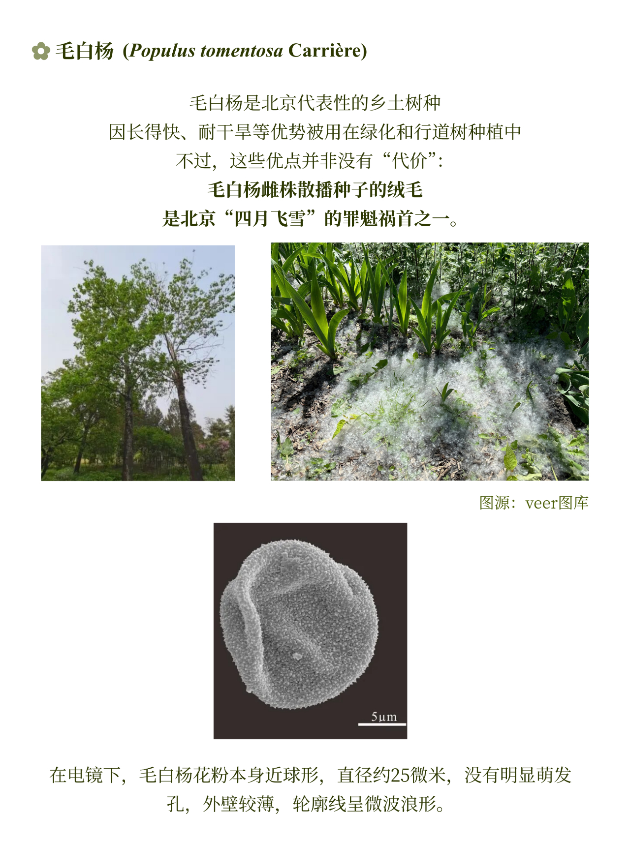 过敏患者慎点……春天飞进你鼻子里的东西其实长这样~科学大院