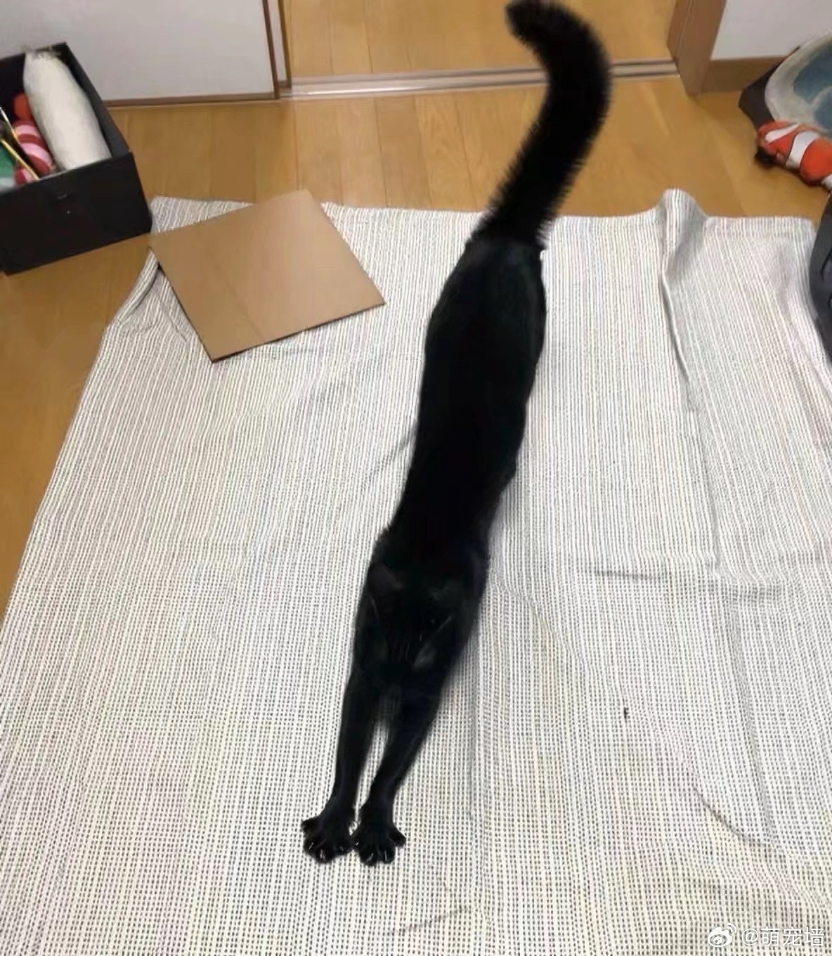 黑猫是怎样一种生物 ​​​