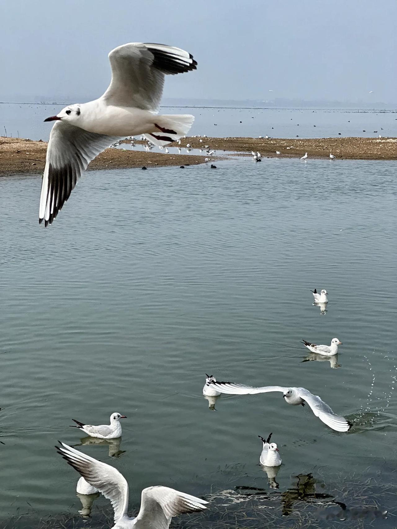 在河之洲红嘴鸥