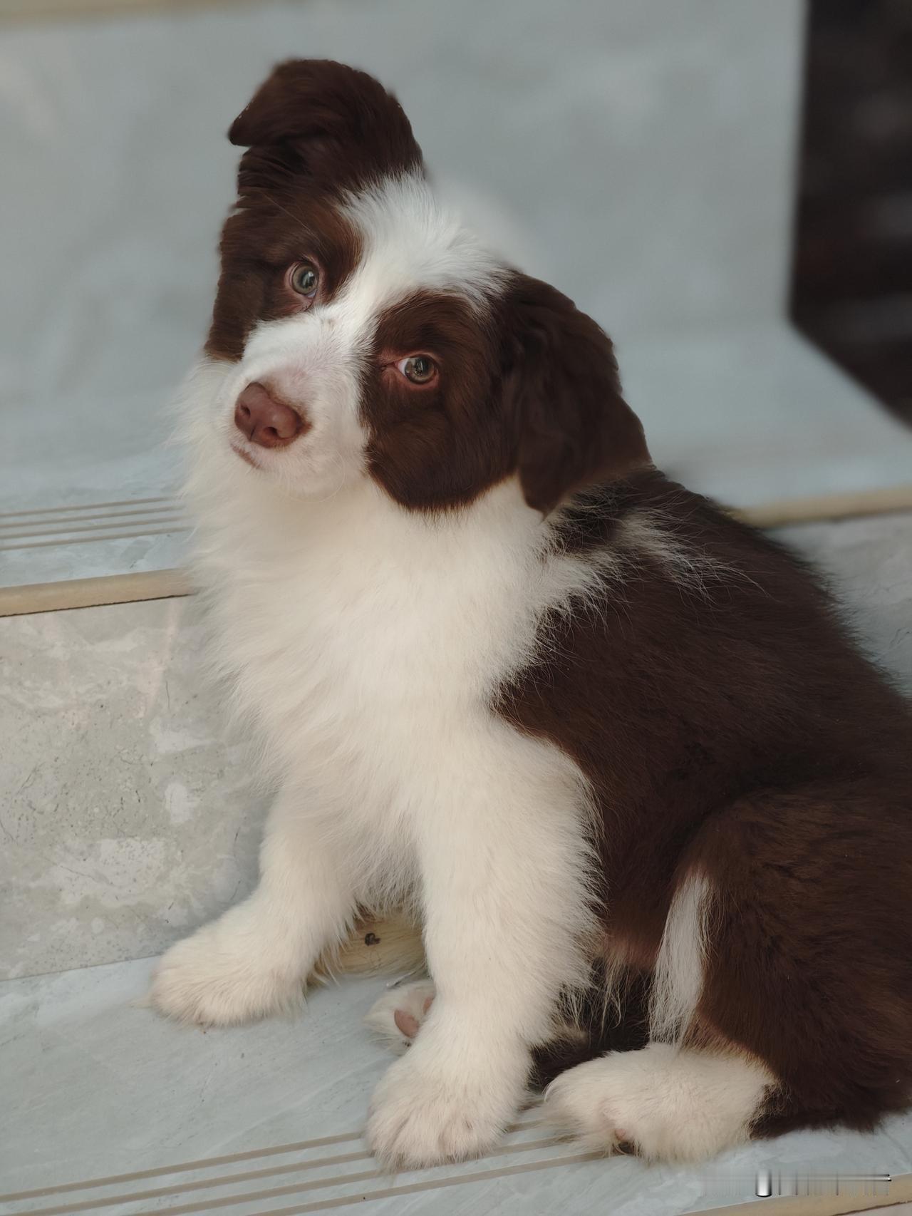 没办法，就是喜欢啊，收获了一只修狗狗。朋友说不是纯边牧，有点串，懂得朋友给看下，