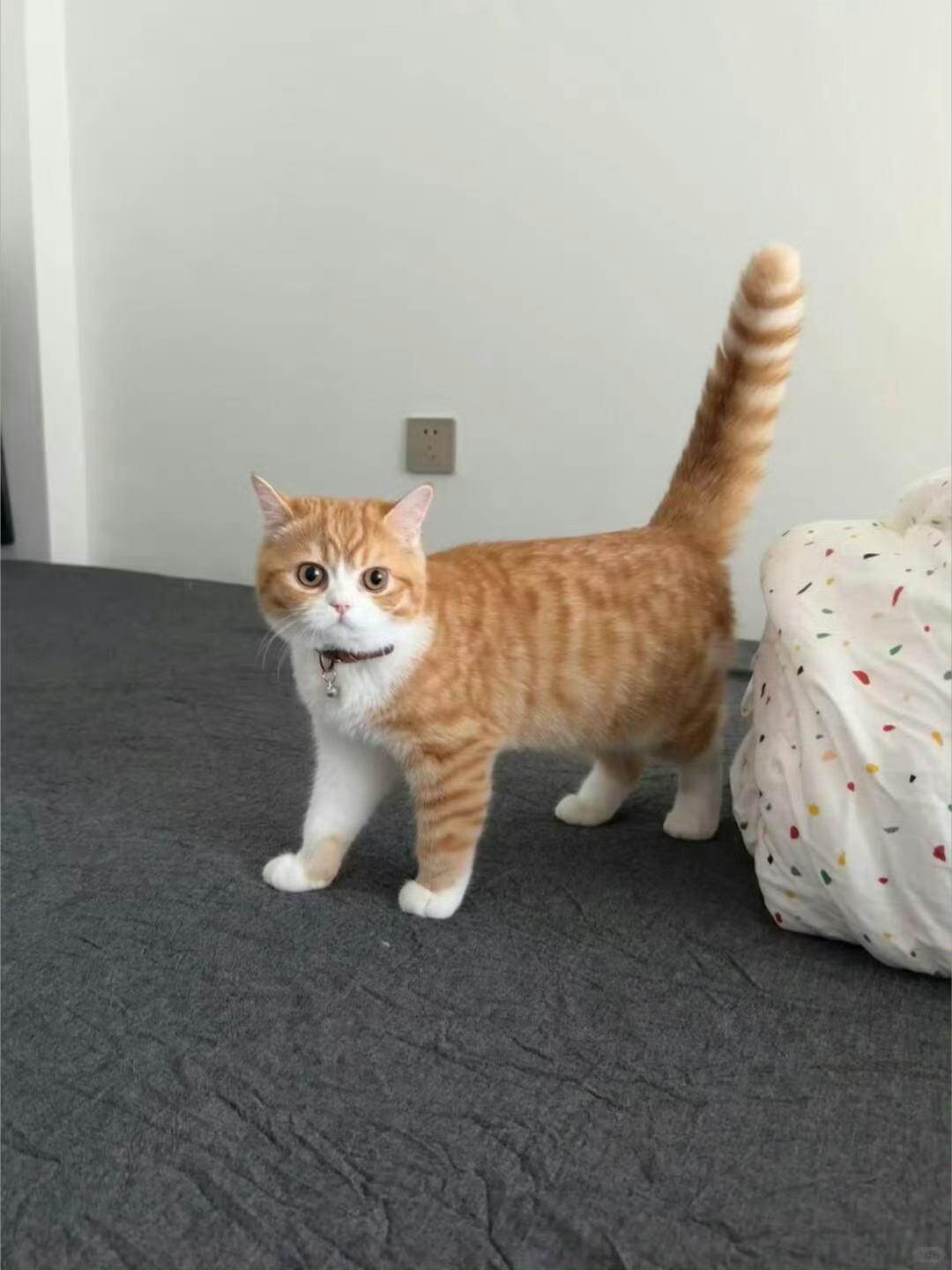 emoji小猫🐈 ​​​