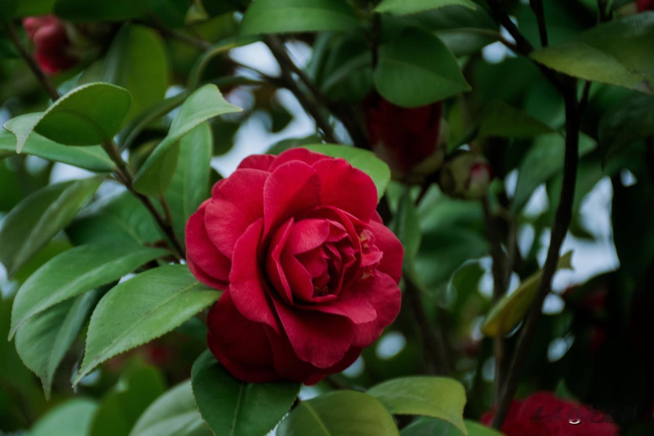春风初渡，山茶花便携着一身诗意，悄然缀满枝头。
层层叠叠的花瓣，裹着细碎的温柔，