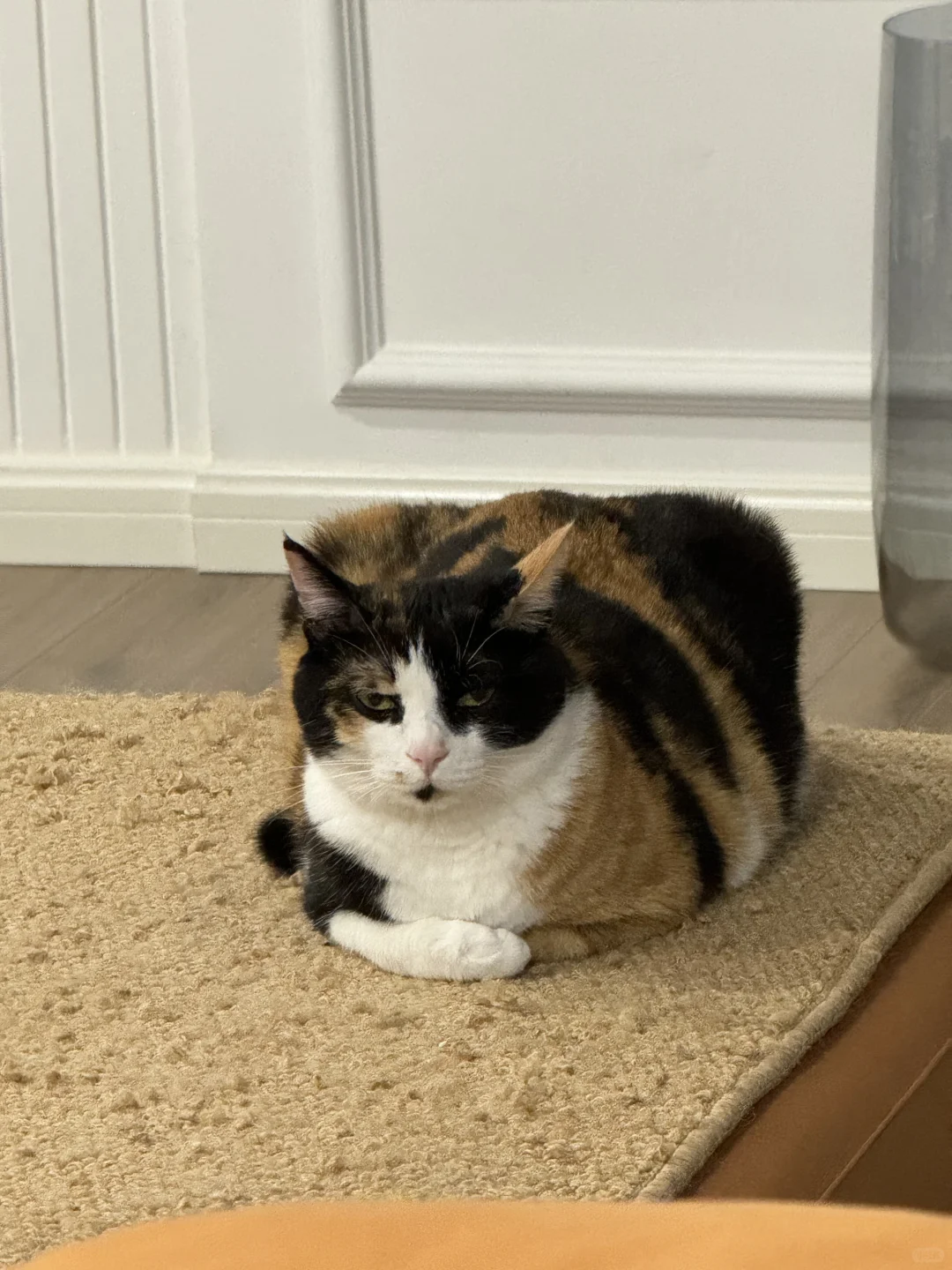 好方的猫…