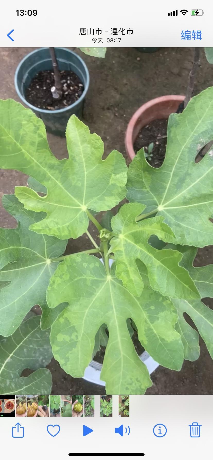 无花果花叶病；患病的无花果叶片会出现黄绿相间的花叶状，叶片还会皱缩、畸形。这是我