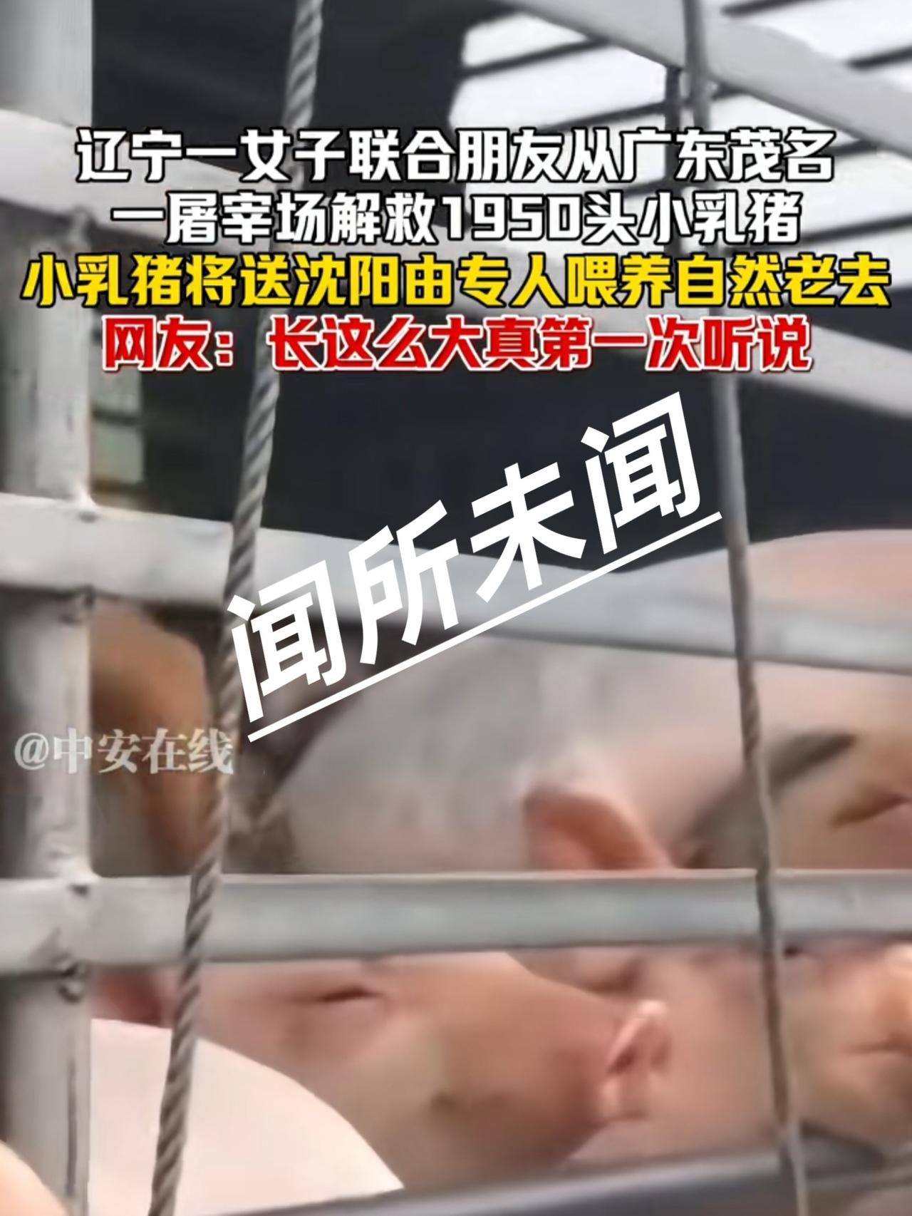 这女人是被猪救过命吗？在屠宰场“解救”了1950头猪，用大货车送到沈阳，供养猪们