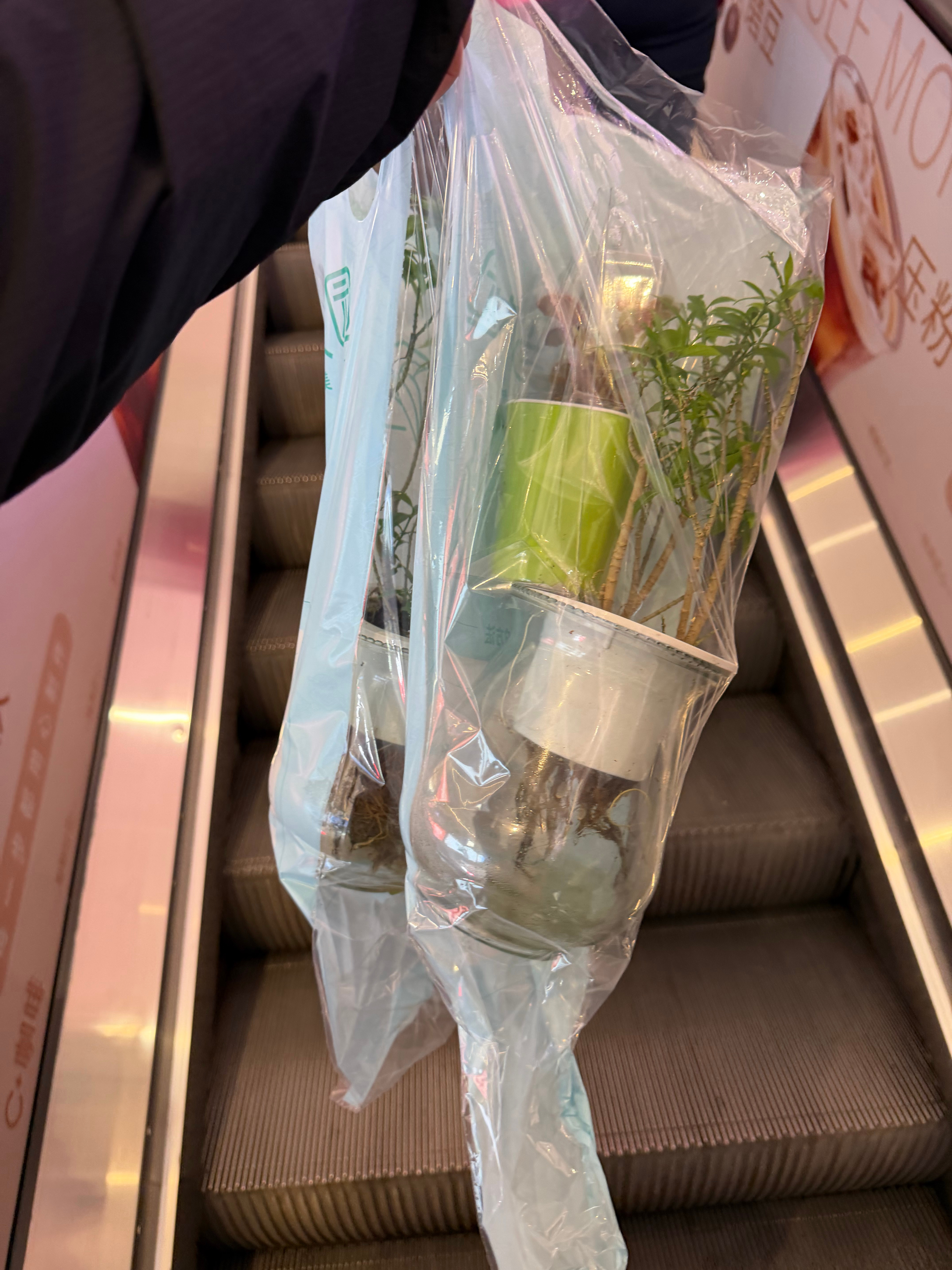开心了，盒马买了个打折茉莉花，人家又送了一盆